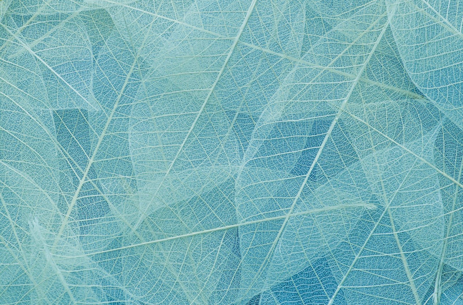 The image shows a detailed pattern of overlapping, translucent leaves in shades of blue and green, creating an intricate texture.