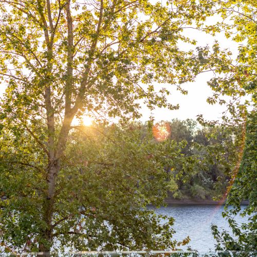 Sunlight filters through green leaves of trees by a tranquil river, with a railing in the foreground, creating a peaceful, nature-filled scene.