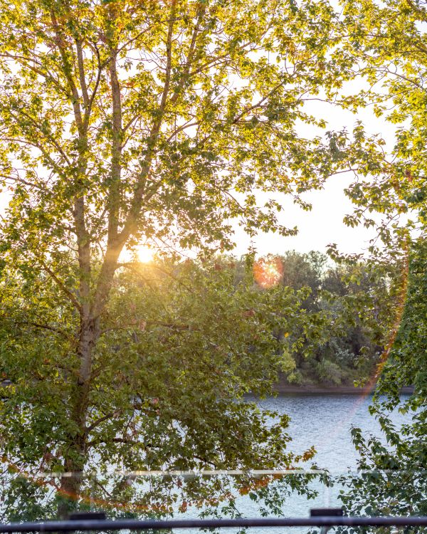 Sunlight filters through green leaves of trees by a tranquil river, with a railing in the foreground, creating a peaceful, nature-filled scene.