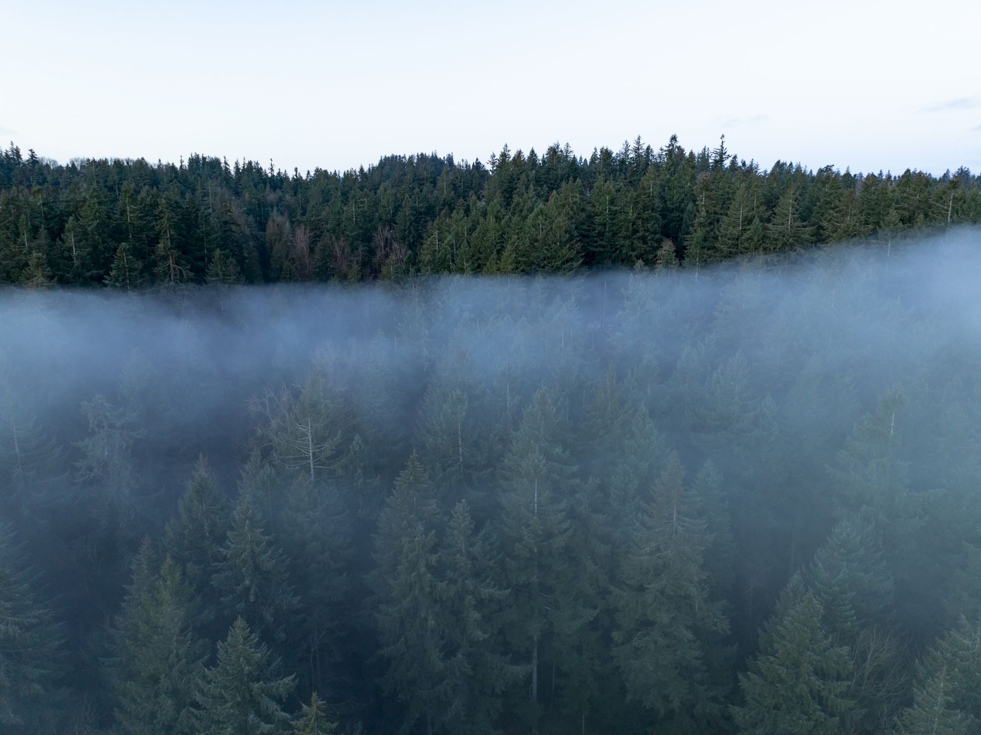 A misty forest with dense trees and a layer of fog creates a serene and mysterious atmosphere.