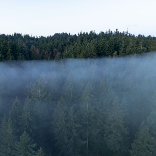 A misty forest with tall evergreen trees stretches into the distance under a bright sky, creating a serene and mysterious atmosphere.